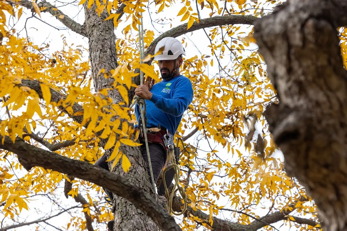 Skilled Tree Planing crew working in Howard Beach